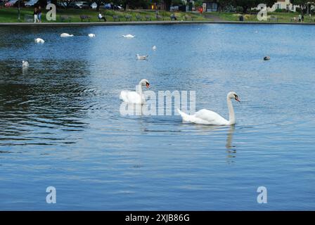 Deux cygnes sur un lac ou un étang, ciel reflété dans l'eau, paysage serein, parc et en mouvement. Banque D'Images