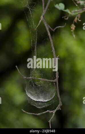 Bowl et Doily Web, sous-famille des Linyphiinae Banque D'Images