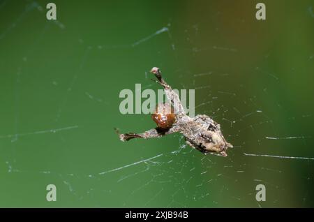 Featherlegged Uloborus, araignée sp., se nourrissant de proies capturées Banque D'Images