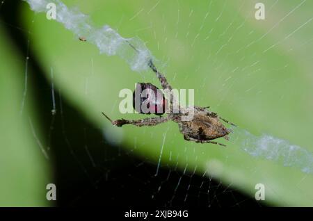 Araignée à pattes à plumes, Uloborus sp., se nourrissant de proies capturées en toile avec stabilimentum Banque D'Images