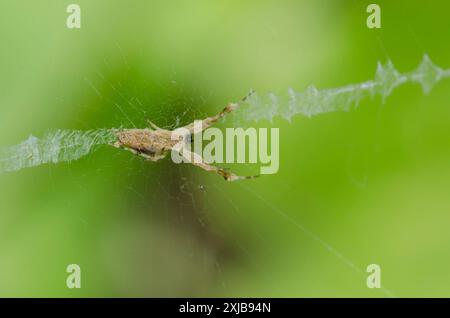 Araignée à pattes à plumes, Uloborus sp., se nourrissant de proies capturées en toile avec stabilimentum Banque D'Images