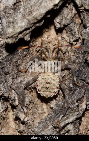 Leaf-footed Bug, Acanthocephala terminalis, nymphe Banque D'Images