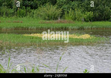 Dodder, Cuscuta sp., parasite le saule d'eau américain, Justicia americana Banque D'Images