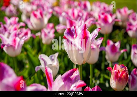 Tulipes roses éclatantes éclairées par la lumière du soleil. Mise au point sélective douce, tulipe gros plan. Fond de photo tulipe coloré lumineux. Banque D'Images