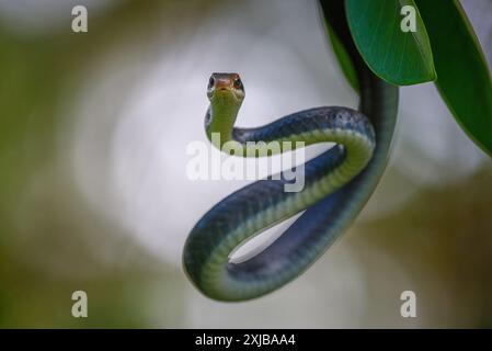 Everglades Racer Snake Banque D'Images