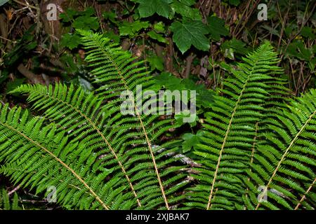 Polystichum setiferum (fougère à bouclier mou) est une fougère semi-persistante originaire du sud et de l'ouest de l'Europe. Il pousse dans les bois souvent sur des pentes abruptes. Banque D'Images