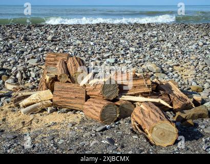 Tronc de bois flotté scié au bord de la mer Banque D'Images