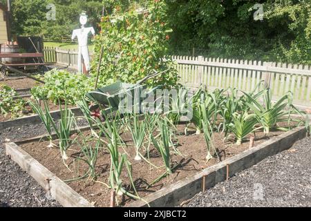 Un lit surélevé contenant des oignons et des poireaux au Beamish Museum, dans le nord-est de l'Angleterre, au Royaume-Uni Banque D'Images