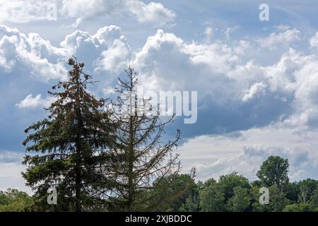 Orage approchant, arbres, Burgstemmen, basse-Saxe, Allemagne Banque D'Images