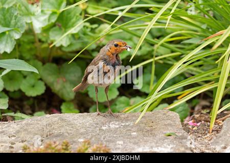 Robin (Erithacus rubecula) avec insecte capturé dans son bec, Burgstemmen, basse-Saxe, Allemagne Banque D'Images