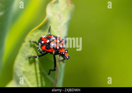 Stade de nymphe rouge de la lanterne tachetée (Lycorma delicatula) sur une plante d'aspersion dans un pré dans le comté de Berks, Pennsylvanie Banque D'Images