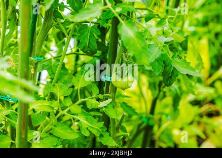 Belle vue sur les plants de tomates vertes en serre. Banque D'Images