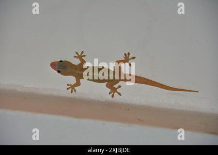 Hemidactylus frenatus, gecko de maison asiatique, gecko à demi-doigts commun, Embudu, Kaoh Rong Sanloem Khnong Banque D'Images