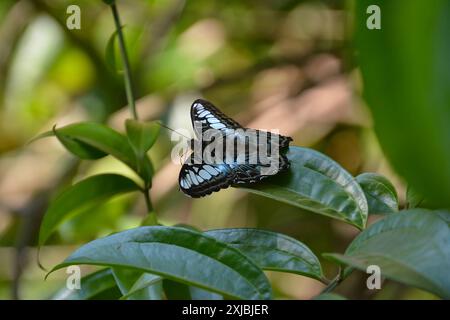 Le papillon bleu Clipper, Parthenos sylvia lilacinus, Nymphalidae, Asie du Sud-est, cambodge Banque D'Images