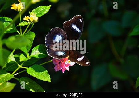 Un papillon Grand Damier (Hypolimnas bolina) mâle avec des plaques lunaires bleues irisé reposant sur une fleur de Lantana rose, Cambodge Banque D'Images