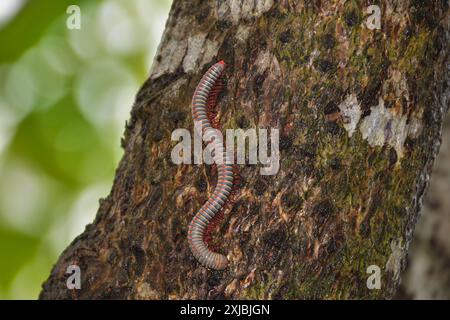 Un géant Millipede Blanc marchant sur le poteau en bois. cambodge Banque D'Images