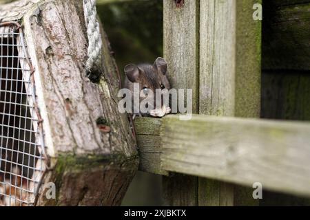 Ce bois a été la souris elle-même aider à écrous de la mangeoire. Photographie prise dans le jardin arrière dans le Worcestershire, Royaume-Uni en mars Banque D'Images