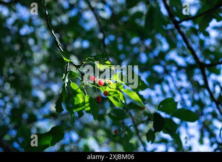 Cerises sur une branche ensoleillée. Lumière qui pointe parfaitement à travers les branches illuminant les baies savoureuses. Banque D'Images