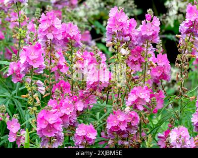 Fleurs roses de Sidalcea Sussex beauté dans un jardin Banque D'Images