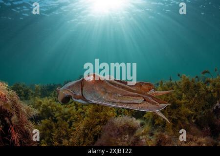 Cuttlefish géant australien Banque D'Images