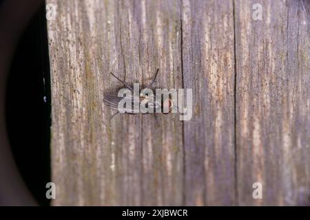 Famille Anthomyiidae Root-Maggot fly nature sauvage papier peint insecte, image, photographie Banque D'Images