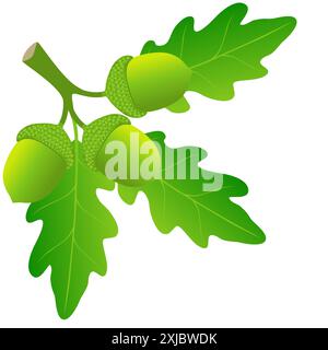 Une branche avec des feuilles de chêne vert et des glands sur un fond blanc. Illustration de Vecteur