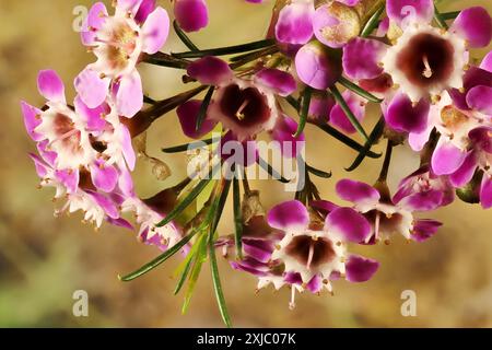 Gros plan des fleurs de cire de Geraldton (Chamaelaucium uncinatum) sur la tige. Plante indigène australienne. Banque D'Images