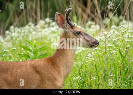 Cerf mâle de Virginie avec bois dans une prairie de fleurs sauvages Banque D'Images
