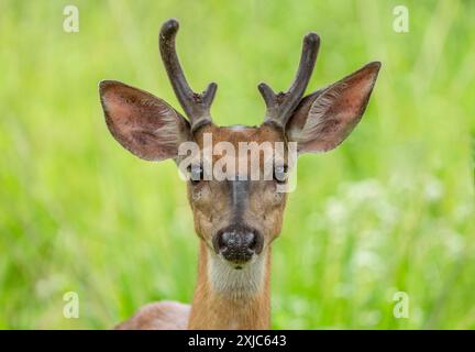 Le cerf de Virginie regarde un appareil photo alors qu'il pèle dans une prairie d'été dans un parc. Banque D'Images