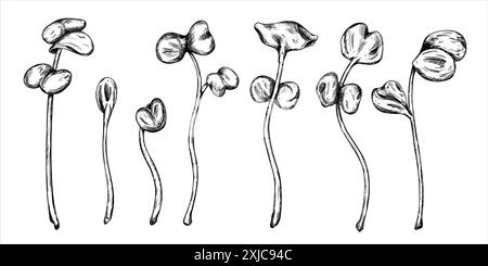 Illustration d'un radis micro-vert. Jeunes plants de graines, feuilles comestibles, un aliment sain. Illustration vectorielle à l'encre noire graphiquement, dessinée à la main Illustration de Vecteur