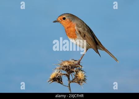 robin eurasien (Erithacus rubecula) perché sur chardon. Espagne. Banque D'Images