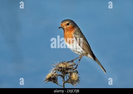 robin eurasien (Erithacus rubecula) perché sur chardon. Espagne. Banque D'Images