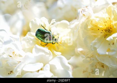 Chafer de rose verte (Cetonia aurata) mangeant du pollen et des pétales délicats dans une fleur de rose blanche, en Allemagne ce coléoptère est une espèce protégée, copie spac Banque D'Images