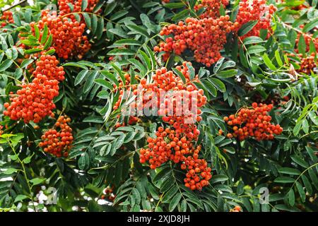 Baies rouges oranges du rowan (Sorbus aucuparia), de l'été à l'hiver le petit arbre est plein de fruits mûrs qui sont volontiers mangés par les oiseaux, sélectionnez Banque D'Images