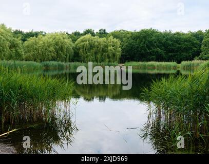 Étang avec des berges envahies de roseaux et de saules à la périphérie de la forêt en été. Banque D'Images