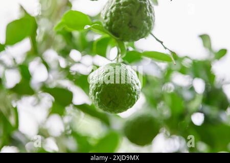 Fruit vert de lime kaffir sur la branche d'arbre Banque D'Images