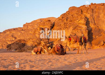 Wadi Rum, Jordanie, chameaux couchés dans le sable du désert, rochers derrière Banque D'Images