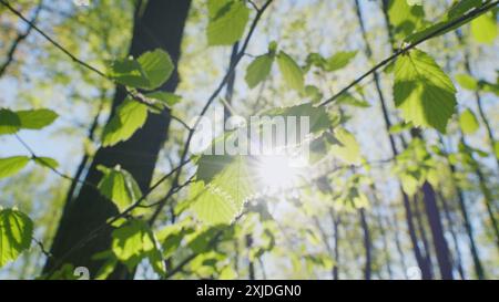 Steadicam abattu. Ciel à travers les arbres. Le soleil brille dans la caméra à travers des feuilles vertes sur des branches d'arbre se balançant dans le vent. Feuillage vert d'arbre et soleil lumineux Banque D'Images