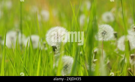 Stabilisation de la cardan. Pissenlits moelleux blancs. Pissenlit fleuri avec Flying Seeds. Graines pelucheuses blanches, fond vert naturel. Vert naturel Spring bac Banque D'Images