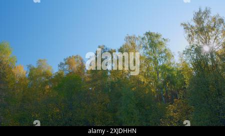 Temps réel. Beaux arbres dorés colorés dans la forêt à l'automne. Couronnes d'arbres couvertes de feuilles d'automne colorées jaune et orange. Banque D'Images