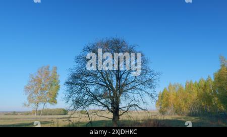 Temps réel. Chêne sans feuilles. Arbre qui a complètement perdu son feuillage. Banque D'Images