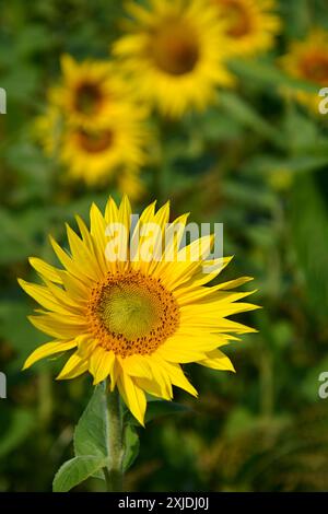 Gros plan vertical de tournesol en fleurs, latin Helianthus annuus, dans une journée ensoleillée d'été lumineuse, fond de nature en fleurs coloré Banque D'Images