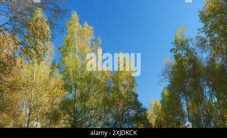 Vue en angle bas. Arbre à feuilles orange en automne avec ciel bleu. Feuilles jaunes d'automne dans la forêt. Banque D'Images