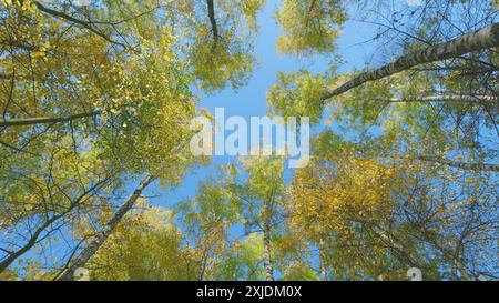 Vue en angle bas. Feuilles jaunes d'automne dans la forêt. Temps ensoleillé. Arbres d'automne. Banque D'Images