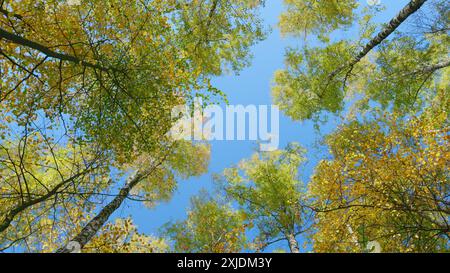 Grand angle. Feuillage coloré dans la forêt d'automne. Bel arbre d'automne et ciel bleu. Changement d'état de la nature. Banque D'Images