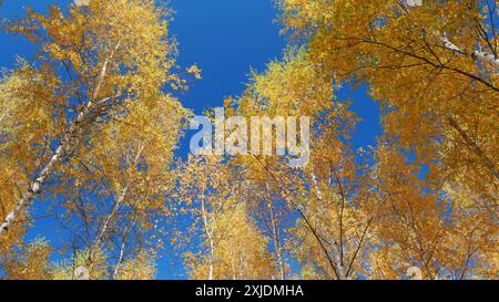 Vue en angle bas. Arbres avec des feuilles d'automne multicolores contre le ciel bleu. Feuillage d'automne coloré sur ciel bleu. Banque D'Images