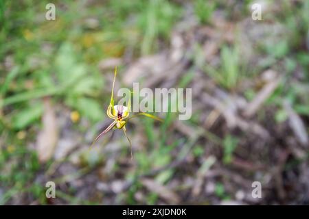 Caladenia longicauda, orchidée d'araignée blanche, forêt de Kuitpo, Australie méridionale Banque D'Images