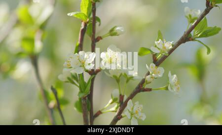 Ralenti. Cerisier fleurissant avec des fleurs blanches au printemps. De belles fleurs de printemps de cerise blanche se ramifient sur l'éveil de la nature de l'arbre. Banque D'Images