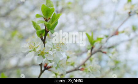 Ralenti. Cerisier fleurissant avec des fleurs blanches au printemps. De belles fleurs de printemps de cerise blanche se ramifient sur l'éveil de la nature de l'arbre. Banque D'Images