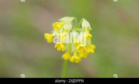 Gros plan. Cowslips à fleurs. Fleurissez dans une prairie au printemps. Cowslip primrose ou primula veris, est utilisé dans la préparation des thés. Banque D'Images